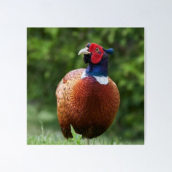 Item preview, Thinking about life and all. Common pheasant designed and sold by Jouko Lehto Photography.
