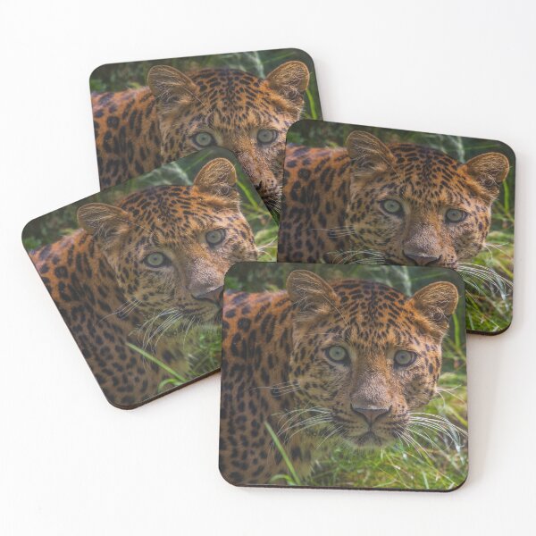 Item preview, Leopard Intense Stare designed and sold by TVD-Photography.