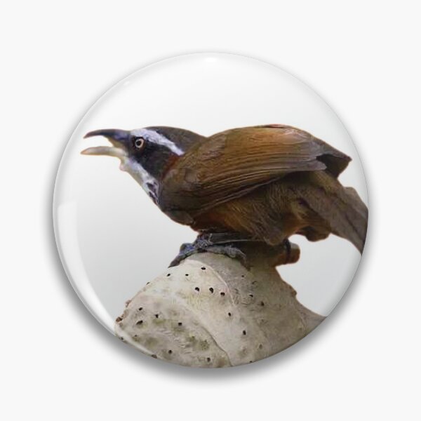 Item preview, Yang Yan (scientific name: Hirundo tahitica) is a bird belonging to the genus Swiftlet, with a body length of about 13 cm designed and sold by zenger2021.