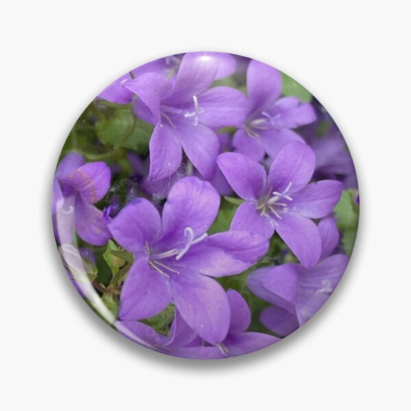 Item preview, Campanula patula flowers close up designed and sold by Ponted.