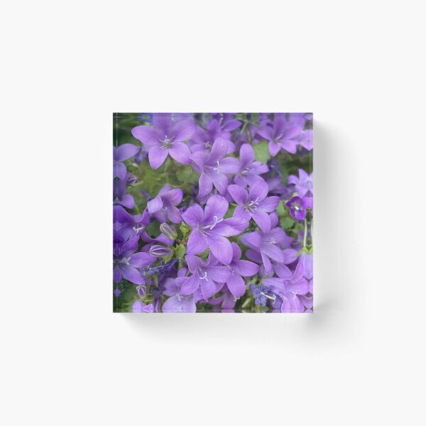 Item preview, Campanula patula flowers close up designed and sold by Ponted.
