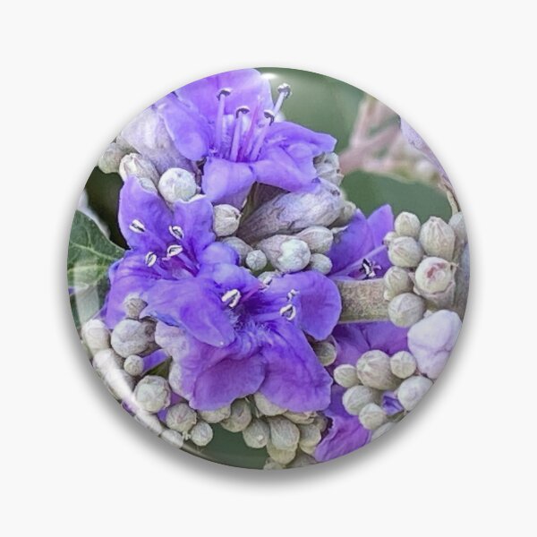 Item preview, Vitex agnus-castus, vitex, chaste tree designed and sold by Ponted.