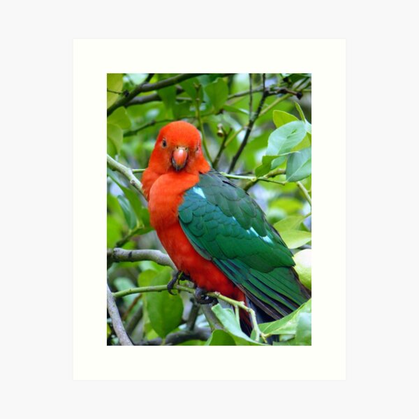 Item preview, Australian Native King Parrot designed and sold by Margaret Stockdale.