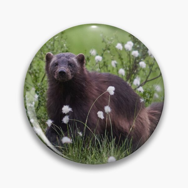 Item preview, Wolverine and hare's-tail cottongrass designed and sold by Jouko Lehto Photography.