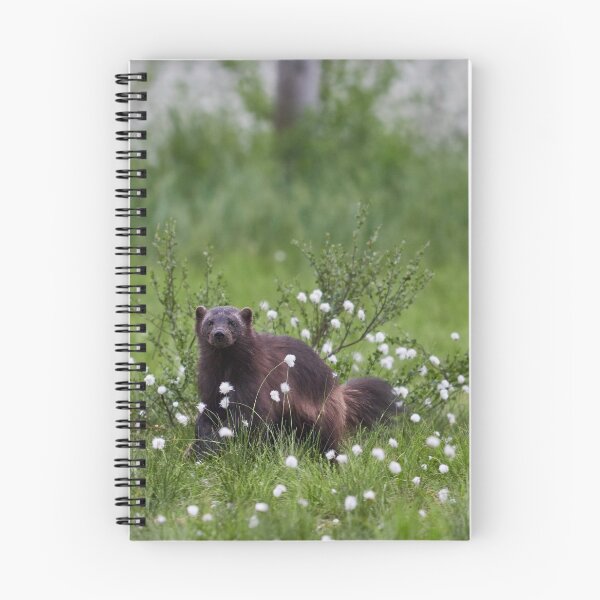 Item preview, Wolverine and hare's-tail cottongrass designed and sold by Jouko Lehto Photography.