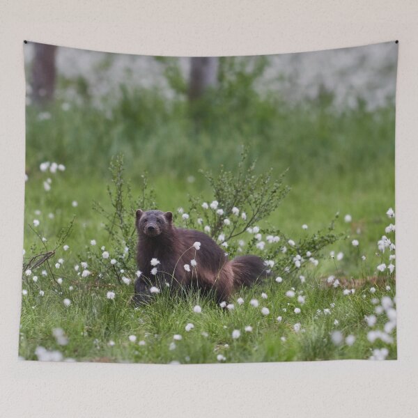 Item preview, Wolverine and hare's-tail cottongrass designed and sold by Jouko Lehto Photography.