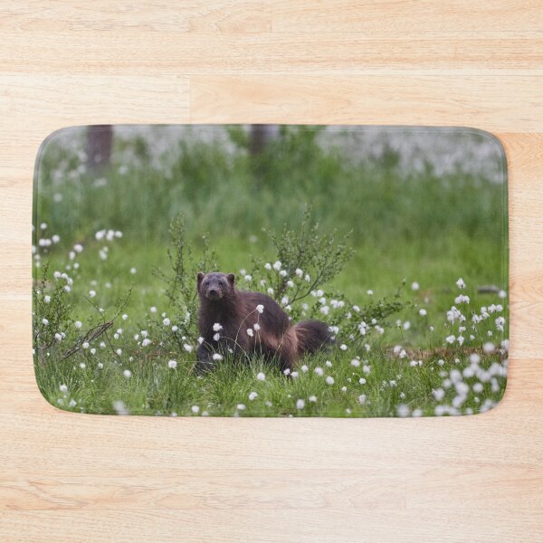 Item preview, Wolverine and hare's-tail cottongrass designed and sold by Jouko Lehto Photography.