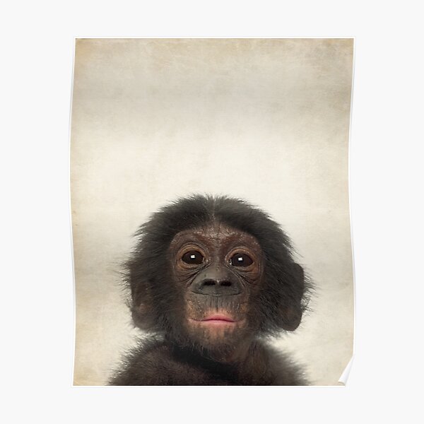 Cute Baby Chimp Posters Redbubble