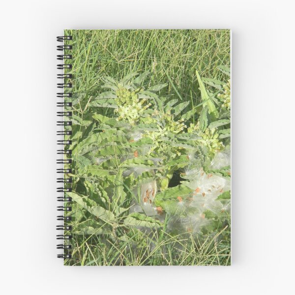 Item preview, Cuatro etapas de Longhorn Milkweed o Zizotes Milkweed designed and sold by Navigator.