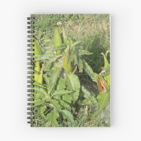 Item preview, Longhorn Milkweed Seed Pods, Zizotes Milkweed designed and sold by Navigator.