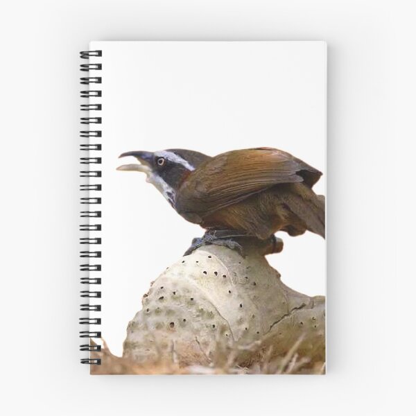 Item preview, White-eye thrush: The body shape is very important to the players. It is an important factor that symbolizes the "facade" of the bird breeder designed and sold by zenger2021.