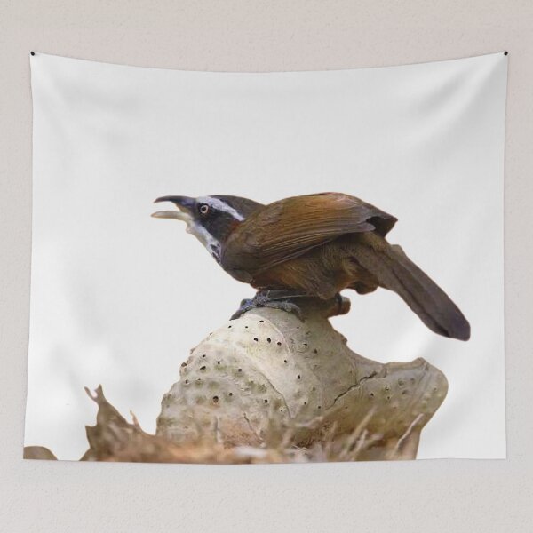 Item preview, White-eye thrush: The body shape is very important to the players. It is an important factor that symbolizes the "facade" of the bird breeder designed and sold by zenger2021.
