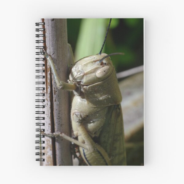 Item preview, grass hopper designed and sold by BigAndRed.