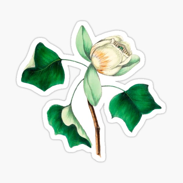 Tulip Poplar Flower Sticker