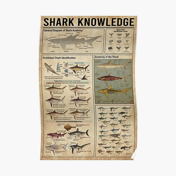 Shark knowledge Poster