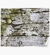 Decay Poster