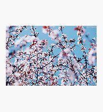 Plum Blossoms Photographic Print