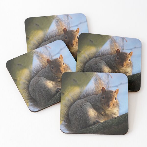 Item preview, Squirrel at Regents Park, London designed and sold by JByrnePhoto.