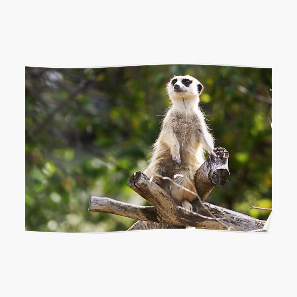 Melbourne Zoo Posters for Sale | Redbubble Melbourne Zoo Posters for Sale | Redbubble