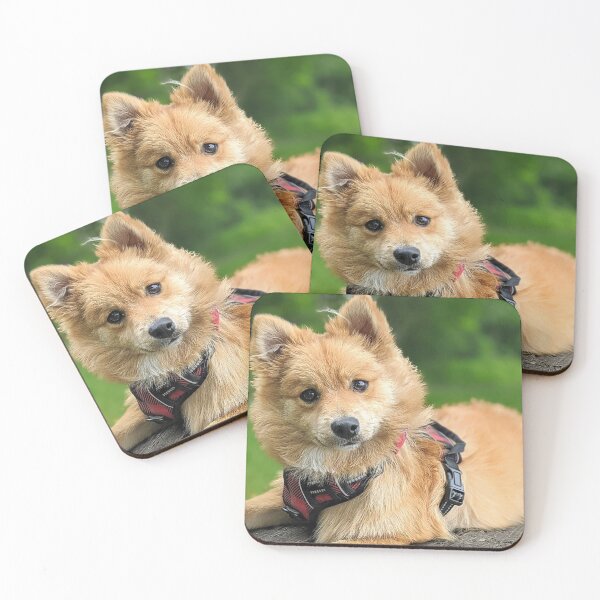 Item preview, Kai the Pomeranian puppy designed and sold by Fluffycat2020.