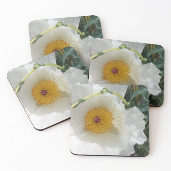 Item preview, Texas Prickly Poppy in full bloom in Austin, Texas designed and sold by Hether McCuistion.