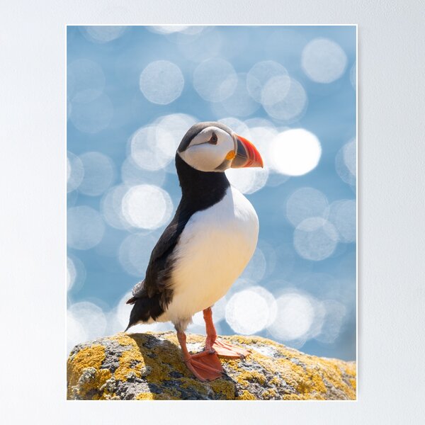 Item preview, Atlantic Puffin portrait designed and sold by Kay Roxby.