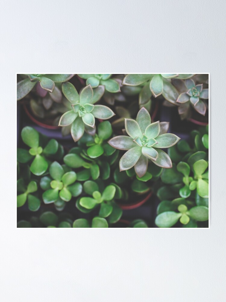 "Garden Green Succulents" Poster von DebbraO Redbubble