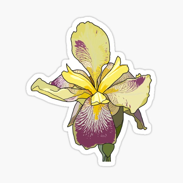Schwertlilie (Iris) Sticker