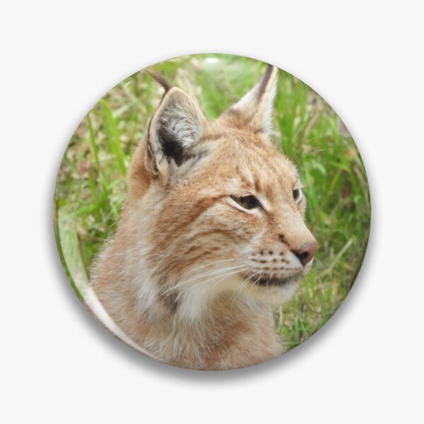Item preview, A Fabulous European Lynx  designed and sold by Karen Thomson.