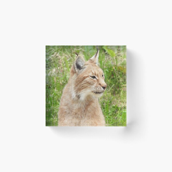 Item preview, A Fabulous European Lynx  designed and sold by Karen Thomson.