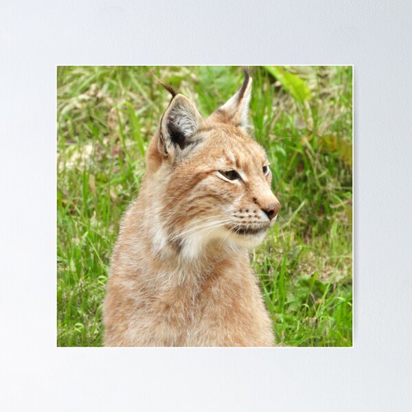 Item preview, A Fabulous European Lynx  designed and sold by Karen Thomson.