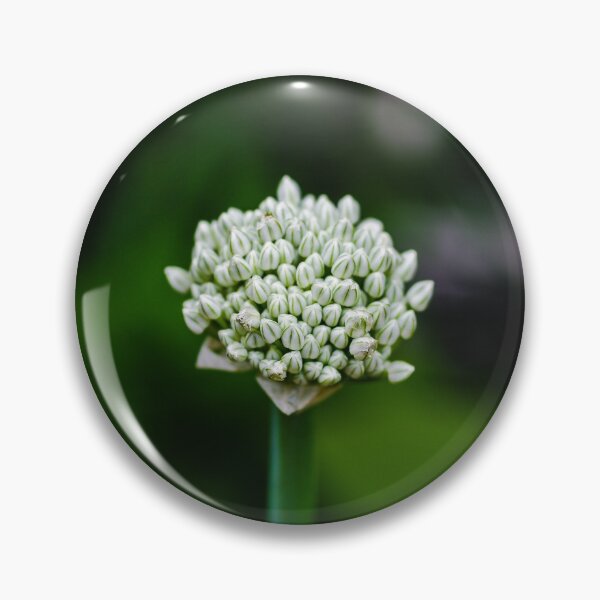 Item preview, Fresh Shallot designed and sold by SRosuphotos.