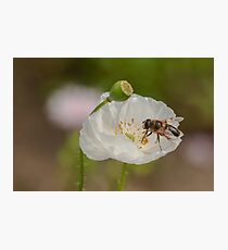 hoverfly on white poppy Photographic Print
