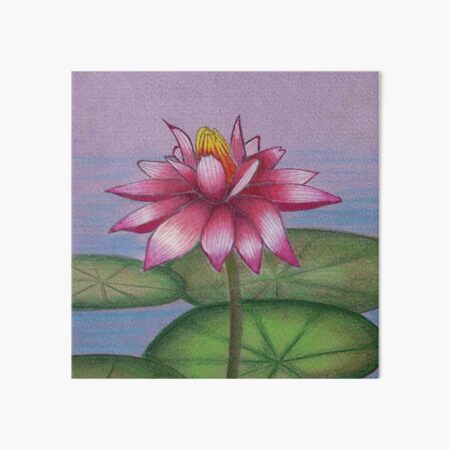 Quality Art - Topic: Lotus flower Paper used: A4 size normal drawing paper  Colour used : Camlin Oil Pastel and pencil colour for details and charcoal  pencil Credit: Self thought Time: 6hours