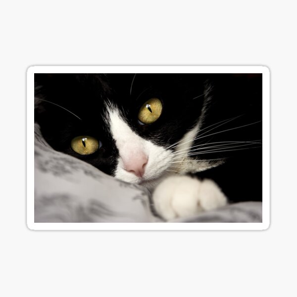 Cat Portrait, Beautiful Cat, Cats Eyes, Whiskers, Kitty Love Sticker