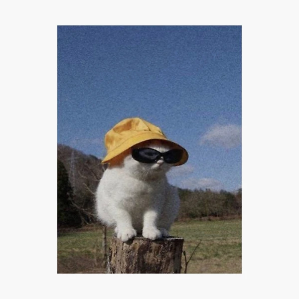 bucket hat cat  Photographic Print for Sale by aloha-designs