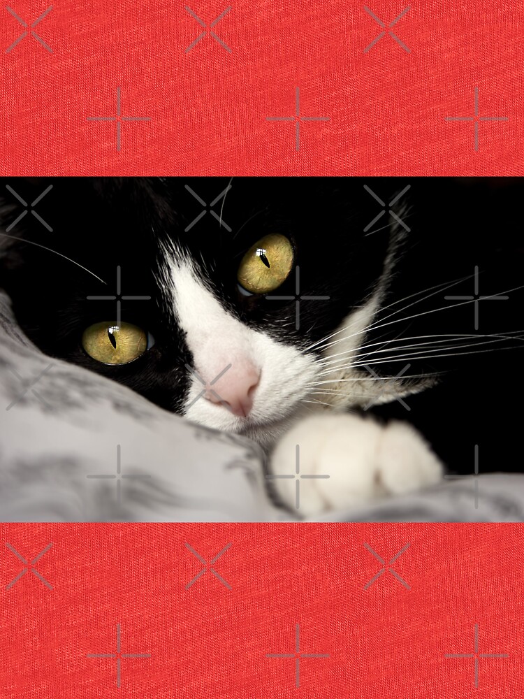 cat by Ingz