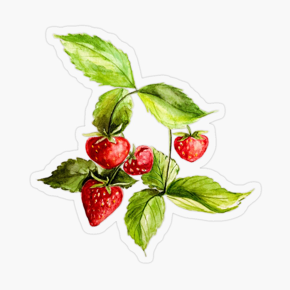 Set of Watercolor Vintage Strawberry Stickers · Creative Fabrica