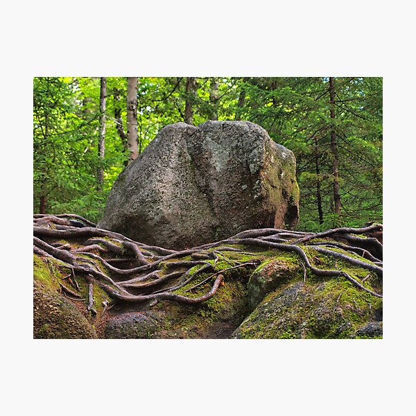 Rocks and Roots Photographic Print