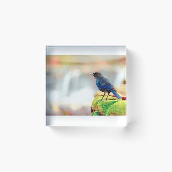 Item preview, Purple Howling Thrush (scientific name: Myophonus caeruleus) has dark blue-purple plumage designed and sold by zenger2021.
