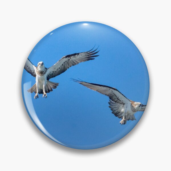 Item preview, Eastern Ospreys designed and sold by CathsImages.