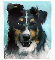 Ozzie - dog portrait Poster