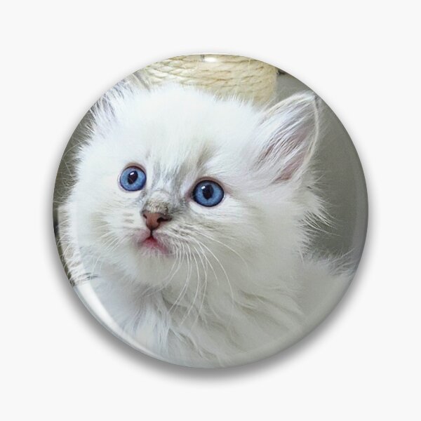 Item preview, Ragdoll kitten designed and sold by Fluffycat2020.