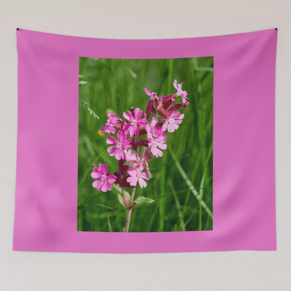 Item preview, Color contrasts. Red campion designed and sold by Jouko Lehto Photography.