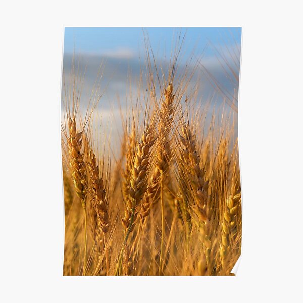 Barley Poster