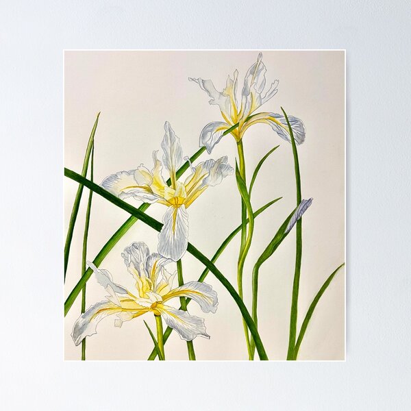 Wild Iris Poster