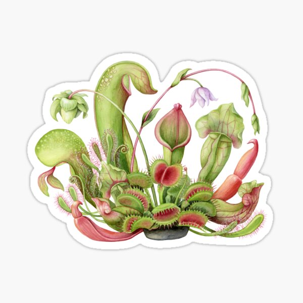 Stickers Plantes Carnivore