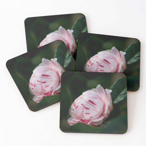 Item preview, Pink and While Camellia  designed and sold by JessicaJam.