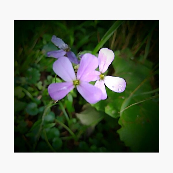 Artikelvorschau, Lilane Blumen entworfen und verkauft von ElphCreations.