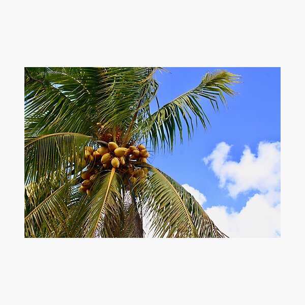 Item preview, Palmera de florida designed and sold by Mountain Bound Designs.